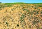 Emergencia Agropecuaria