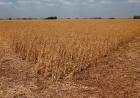 Emergencia Agropecuaria: aviso para productores