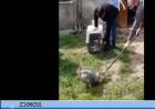 Se encontró y se liberó un ejemplar de zorro gris