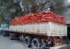 Donan más de 1000 bolsas de cebolla