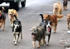 HCD: Proteccionistas de animales piden que se cumpla con la ley 13.879