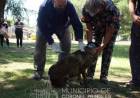 Vacunación antirrábica masiva para perros y gatos