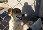 Vecinos se oponen a la captura de perros