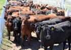 Remate de Ganadera Salliqueló diferido al fin de semana