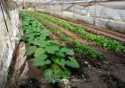 Convocatoria a Productores Hortícolas, Verduleros y de Huertas Familiares