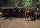 Ganadera Salliqueló remata en Coronel Pringles