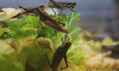 "La afectación de esta plaga en distintos cuarteles es muy importante"