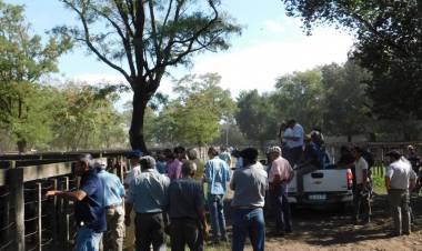 En Pringles el precio del ternero se sostuvo