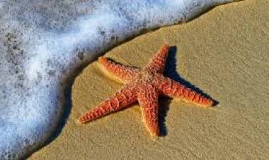 Arrojemos una Estrellita