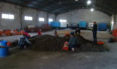 Voluntarios embolsaron papas, cebollas y zapallos