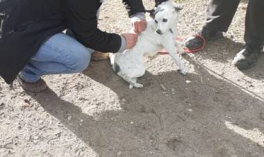 Vacunación de perros y gatos en el PVP Sur