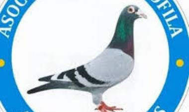 Colombófilas: Autorizan a la práctica Colombófila como Deporte Individual