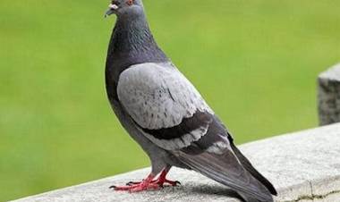 Colombófilas: Vareos Cronometrados en Alas Pringlenses desde Pellegrini