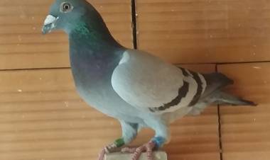 Colombófilas: Suelta desde Rufino (Santa Fe) organizado por Alas Pringlenses