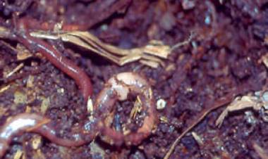 HCD: Piden se instale un lombricario destinado a la multiplicación de lombrices rojas   californianas