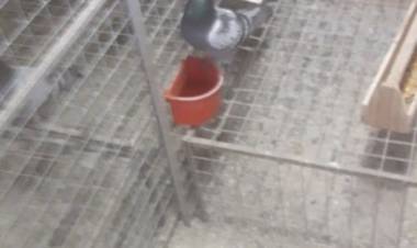 Colombófilas: Dura carrera desde Colón Entre Ríos en el Campeonato de Fondo