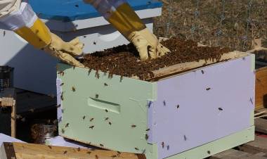 Atención Apicultores Cuarteles II y VII