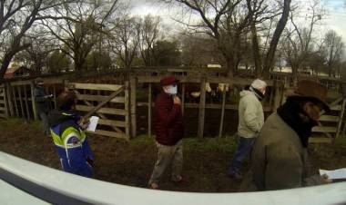 Ganadera Salliqueló prepara su remate de fin de año en Pringles