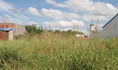 Pastizales: cómo trabaja el Municipio ante esta problemática