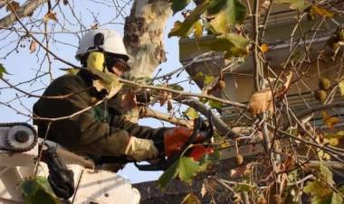 Registro para poda y extracción en el arbolado público