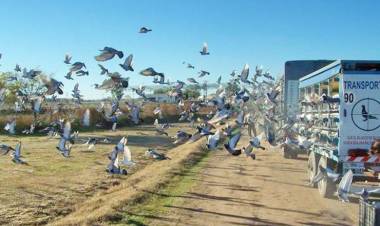 Colombófilas: Los ganadores fueron, Rosendo Sosa en el Mixto y Adalberto Aguirrezabala en Pichones