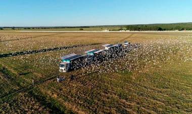 Colombófilas: Los ganadores fueron Francisco Fernández en el Mixto y Pablo Rust en Pichones