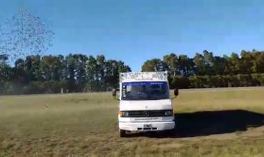 Colombófilas: Los ganadores fueron José M. Baschiera en el Mixto y Juan D. Vega en Pichones