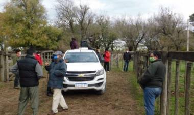 Rematan 10 Toros Reproductores