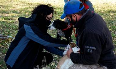 Vacuná y castrá gratis a tu mascota