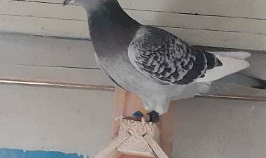 Colombófilas:  Desde Olavarría los ganadores fueron: Mario García en Novicios y Carlos Padelli en el Preparación 