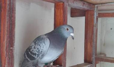 Colombófilas: Los ganadores fueron las Escuela Agrotécnica en Pichones y Carlos Padelli en el Mixto