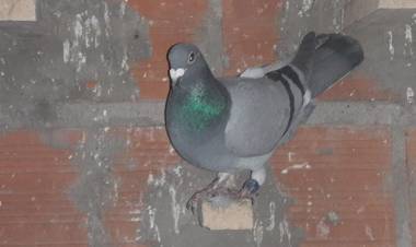 Colombófilas: Los ganadores fueron, Jazmín Garaicochea en Pichones que también ganó el Federal, Daniel y Diego Garaicochea Campeones y Humberto Severini gandor en el Mixto