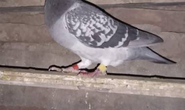 Colombófilas: El Palomar los Vecinos de Abel Aguirrezabala fue el más rápido