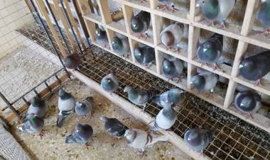 Colombófilas: Competencia a nivel Nacional organizada por la Federación Colombófila Argentina 