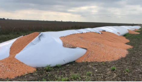 Jabalíes rompieron silobolsa en Coronel Pringles