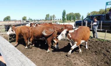 Ganadera Salliqueló remata en Pringles