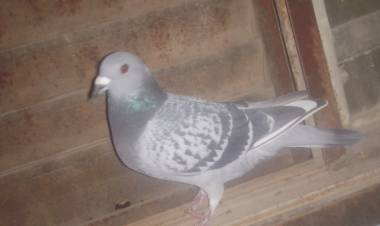 Colombófilas: Los ganadores fueron, Sebastián Pérez en Novicios y Adalberto "Bebe" Agruirrezabala en el Preparación