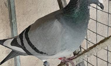 Colombófilas: Por el Campeonato Mixto el ganador fue el joven Juany Goyeneche