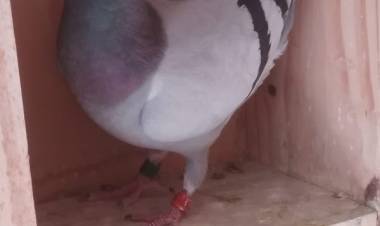 Colombófilas: Damián y Daniel Albarracin ganadores en el Campeonato de Pichones   