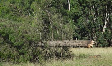 HCD: Solicitan la urgente remoción de árboles caídos en la Senda del Pillahuincó
