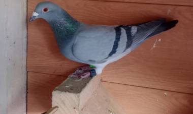 Colombófilas: Los ganadores fueron Juana Aguirrezabala en Pichones y la Dupa Damián y Daniel Albarrecín en el Mixto