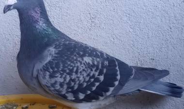 Colombófilas: Triunfo de la dupla Francisco Fernández y Santiago Rodríguez en el Campeonato de Fondo