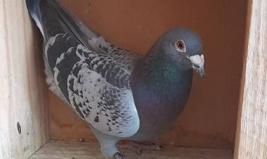 Colombófilas: Triunfo de la dupla Damián y Daniel Albarracín en el Campeonato de Fondo