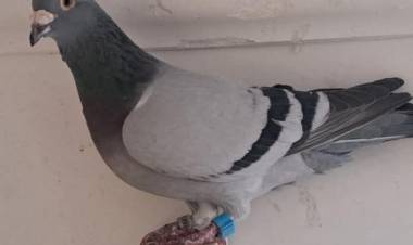 Colombófilas: Carlos Padelli Ganador de la Carrera y el Federal de Adultas y Humberto Severini Campeón de Fondo y Campéon General año 2024