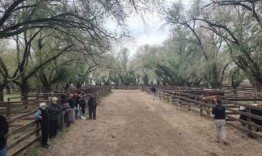 Remate mensual ganadero