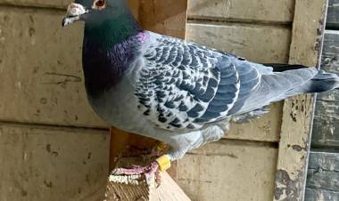 Colombófilas: Los ganadores fueron José M. Baschiera en Pichones y Nancy Fritz en el Mixto