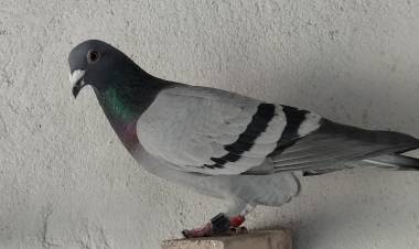 Colombófilas: Los ganadores fueron Humberto Severini en Pichones y Fernández-Rodríguez en el Mixto