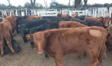 Segundo remate del año de Ganadera Salliqueló