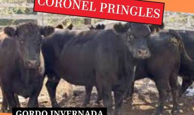 Remate de ganadera salliquelo reprogramado para el Martes 7 de Julio