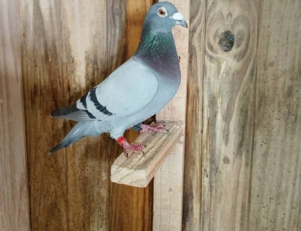 Colombófilas: Humberto Severini Ganador del Federal de Adultas y Francisco Fernández-Santiago Rodríguez, Campeones de Fondo y del Campeonato General 2025